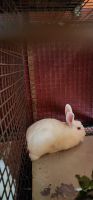 New Zealand rabbit Rabbits for sale in Muzaffarpur, Bihar, India. price: 100 INR