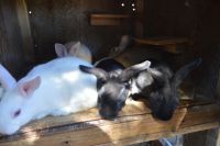 New Zealand rabbit Rabbits for sale in Denver, CO, USA. price: NA