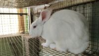 New Zealand rabbit Rabbits for sale in Nanganallur, Chennai, Tamil Nadu, India. price: 2000 INR