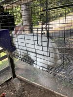 New Zealand rabbit Rabbits for sale in Gainesville, GA, USA. price: NA