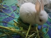 New Zealand rabbit Rabbits for sale in Maujpur, Shahdara, Delhi, 110053, India. price: 300 INR