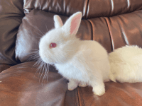 New Zealand rabbit Rabbits for sale in Kissimmee, FL, USA. price: NA