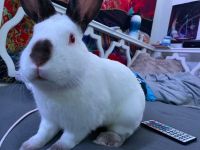 New Zealand rabbit Rabbits for sale in Merrimac, MA 01860, USA. price: NA