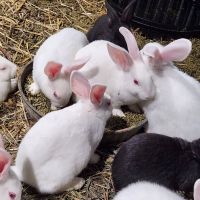 New Zealand rabbit Rabbits for sale in Moline, IL, USA. price: $35