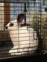 New Zealand rabbit Rabbits for sale in Big Rapids, MI 49307, USA. price: $25