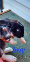 New Zealand rabbit Rabbits for sale in Rural Hall, NC, USA. price: $35
