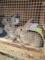 New Zealand rabbit Rabbits for sale in Roanoke, IL 61561, USA. price: $30