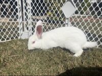 New Zealand rabbit Rabbits for sale in Lawrenceville, GA, USA. price: $100
