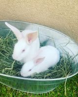 New Zealand rabbit Rabbits for sale in Santa Ana, CA, USA. price: $75