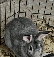 New Zealand rabbit Rabbits for sale in Middletown, New York. price: NA