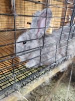 New Zealand rabbit Rabbits for sale in Roanoke, IL 61561, USA. price: $40
