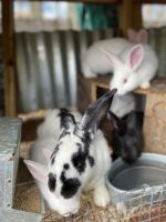 New Zealand rabbit Rabbits Photos