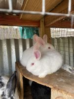 New Zealand rabbit Rabbits for sale in Gonzales, Louisiana. price: $20
