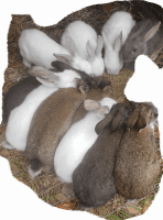 New Zealand rabbit Rabbits for sale in Chiefland, FL 32626, USA. price: $30