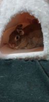 New Zealand rabbit Rabbits for sale in Palmer, Texas. price: NA
