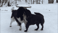 Newfoundland Dog Puppies Photos