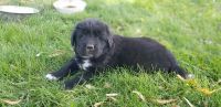 Newfoundland Dog Puppies for sale in Watsontown, PA, USA. price: NA