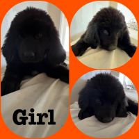 Newfoundland Dog Puppies for sale in Scurry, TX 75158, USA. price: NA
