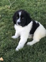 Newfoundland Dog Puppies for sale in Spanish Fork, UT 84660, USA. price: NA