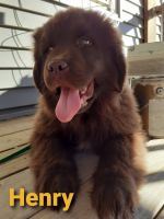 Newfoundland Dog Puppies for sale in Lincoln, NE, USA. price: NA