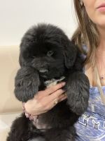Newfoundland Dog Puppies for sale in Winchester, TN 37398, USA. price: NA