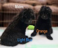 Newfoundland Dog Puppies for sale in North Branch, MI 48461, USA. price: NA
