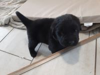 Newfoundland Dog Puppies for sale in Belvidere, IL 61008, USA. price: NA