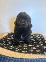 Newfoundland Dog Puppies for sale in West Manchester, OH 45382, USA. price: NA