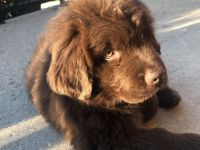 Newfoundland Dog Puppies for sale in Almont, MI 48003, USA. price: NA