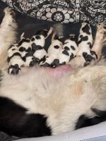 Newfoundland Dog Puppies for sale in Tewksbury, MA, USA. price: $2,100