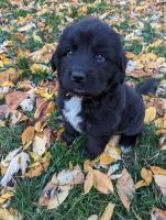 Newfoundland Dog Puppies for sale in Cleveland, Ohio. price: $2,300
