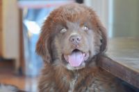 Newfoundland Dog Puppies for sale in Palisade, Colorado. price: $3,000