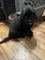 Newfoundland Dog Puppies for sale in Pine Bluffs, Wyoming. price: $500