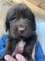 Newfoundland Dog Puppies for sale in Honor, Michigan. price: $1,000