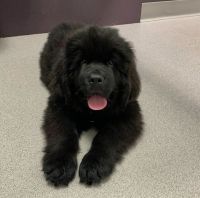 Newfoundland Dog Puppies for sale in Albany, Minnesota. price: $800