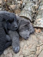 Newfoundland Dog Puppies for sale in Lake City, Minnesota. price: NA