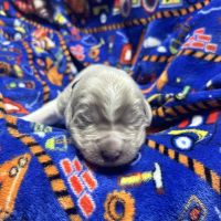 Newfoundland Dog Puppies for sale in Cheyenne, WY, USA. price: $2,500