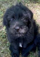 Newfypoo Puppies for sale in Burlington, WI 53105, USA. price: $200