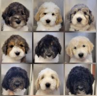 Newfypoo Puppies for sale in Chittenango, NY 13037, USA. price: $1,500