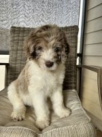 Newfypoo Puppies for sale in Jacksonville, FL, USA. price: $1,000
