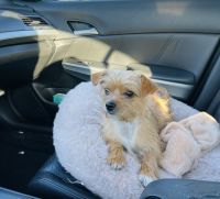 Norfolk Terrier Puppies for sale in Charlotte, NC, USA. price: NA