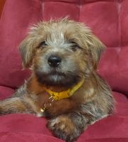 Norfolk Terrier Puppies for sale in Portland, OR, USA. price: NA