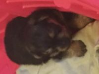 Norfolk Terrier Puppies for sale in Spokane, WA, USA. price: NA