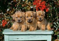Norfolk Terrier Puppies for sale in Santa Clara, CA, USA. price: NA