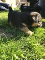 Norfolk Terrier Puppies for sale in Merrick, NY, USA. price: NA