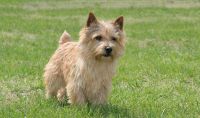 Norfolk Terrier Puppies Photos