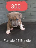 North Country Beagle Puppies for sale in Oklahoma City, OK 73159, USA. price: NA