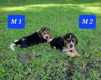 North Country Beagle Puppies for sale in Alapaha, GA 31622, USA. price: NA