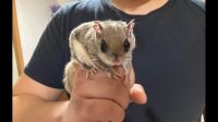 Northern flying squirrel Rodents Photos