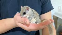 Northern flying squirrel Rodents Photos